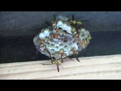 Another job for WD-40, WASPS Nest.