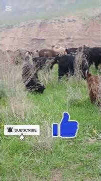 goats in the pasture (echkilar yaylovda) 19.03.2026