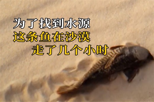 为了找到水源 这条鱼在沙漠走了几个小时