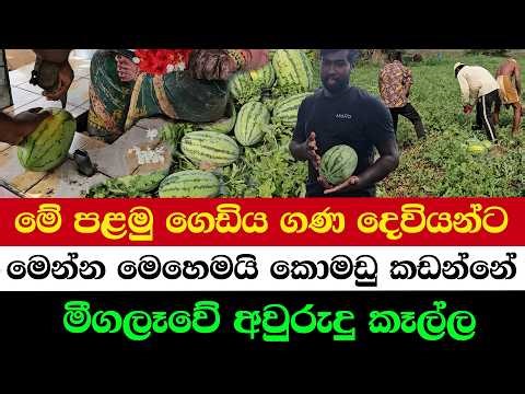 “Secret Trick During Watermelon Harvest