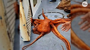 This curious giant Pacific octopus explored the fisherman's boat before deciding to return home to the ocean. | USA TODAY Video