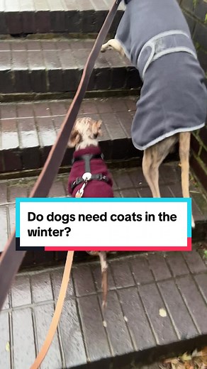 Do Dogs Need Coats in the Winter? A Guide for Owners