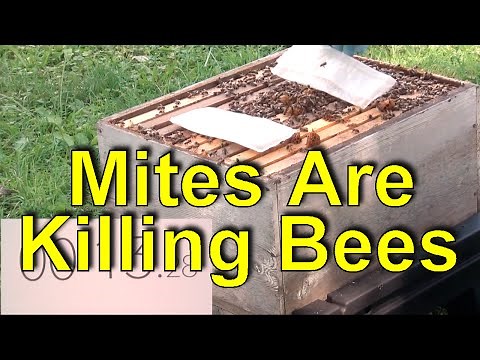 Formic Acid Mite Control For Beekeeping - 60 Sec Beekeeper Episode 11