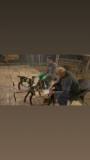 19K views · 559 reactions | Kids Feeding Time  | Goat Land Farms | Facebook