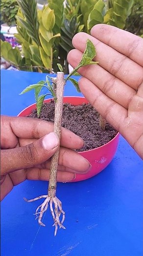 How to Propagate Hibiscus From Cuttings (With Updates)