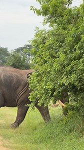 5K views · 116 reactions |  Our first ever elephant soghting in Uganda. We saw this beautiful male elephant just on the border of the famous Queen Elizabeth National Park. #Uganda #queenelizabethnationalpark #elephants | Dave Mani | Facebook