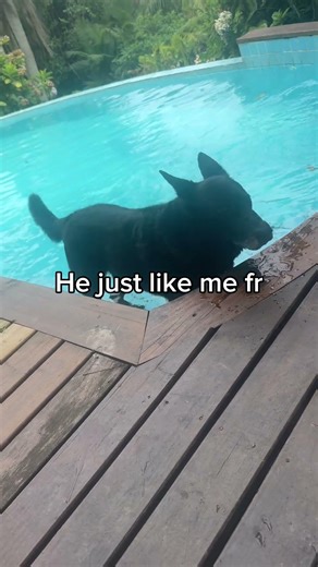 Dog in Brazil #dog #brazil