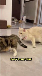 How Fast Can Cats Run? The Surprising Speed of Felines