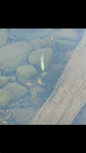 Bass Snacky Snack #Fishing #bassfishing #trending