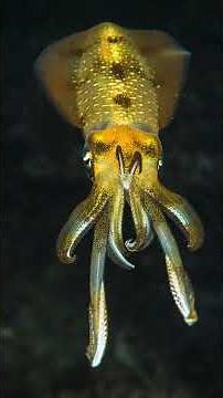 Top 5 Bioluminescent Sea Creatures That Glow In The Dark!