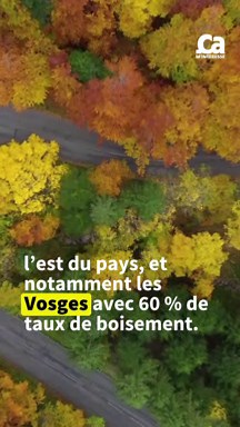 CAM - Quelle est la plus grande forêt de France ?