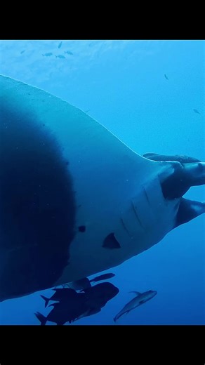 Giant Oceanic Manta Encounter in Socorro, Mexico
