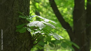 A young sprout on a chestnut trunk. Large chestnut leaves under the sun. Background on the theme of ecology and nature conservation.