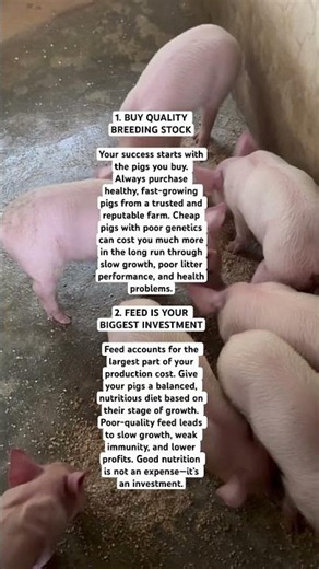 3 THINGS EVERY BEGINNER PIG FARMER SHOULD KNOW | AVOID THESE COSTLY MISTAKES!