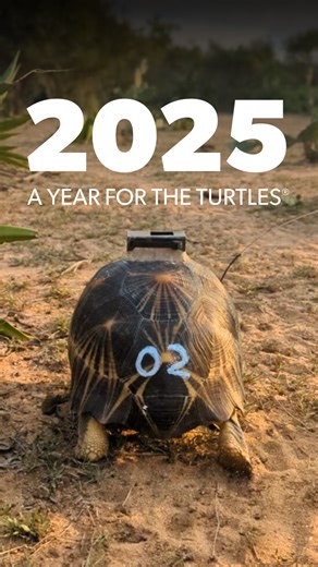 2025 was a year For the Turtles.® This year, you helped us achieve monumental wins for turtle conservation around the world. Even though turtles can live for decades, or sometimes over 100 years, one year can have an impact that lasts a lifetime. Thanks to you, in 2025 we: ❤️‍🩹 Recovered from devastating flooding at Lavavolo Tortoise Center, securing the future of the tortoises in our care. ⛑️ Rescued thousands of turtles stolen from the wild, from Madagascar to Mexico, and are paving their pat