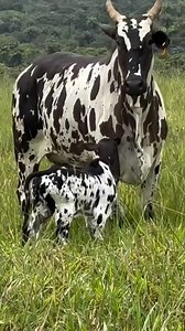 Beautiful colors on this cow and her calf🥹💚 | Agriculture LIFE Media