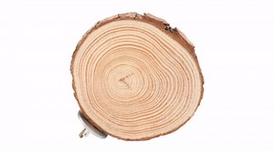 Round Wooden Springboard, Parrot Perches Stand Toy Bird Parrot Perch Bird Cage Accessories for Small Parakeets Cockatiels Hamster(10cm)