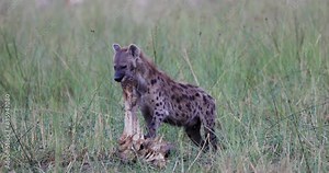 Close-up. Spotted Hyena chewing on a long bone from an animal carcass