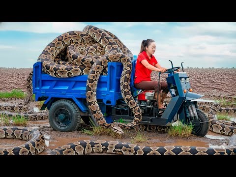 Giant Python | Harvest Giant Venomous Eel in Rotten Tree Trunk & Goes to Market Sell | Live