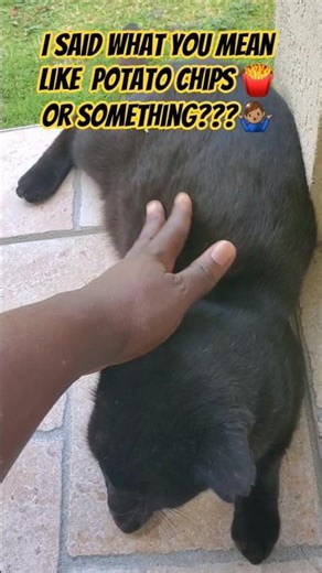 what's one thing your doctor always say? #fypシ #cat #shorts #catvideos #fyp #fy #subscribe