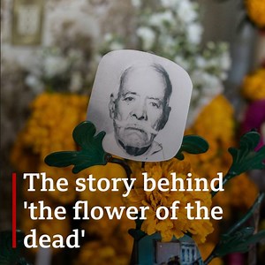 The beautiful flower with a special significance for Mexicans. 🌼 | BBC World Service