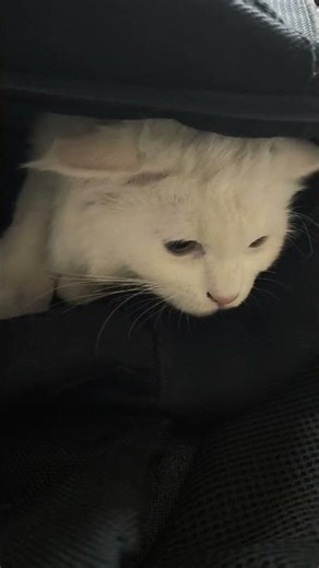 playtime with my #gandiladki