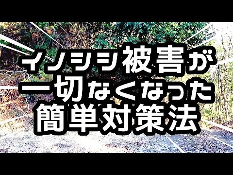 簡単イノシシ対策法 ○○で２年間一切被害に遭わなくなりました。なるべくお金をかけず、手間をかけない方法を考える