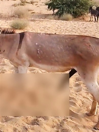 Desert Donkeys grazing together: a day of friendship