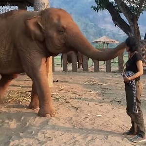 50K views · 5.1K reactions | This beautiful elephant falls asleep after lullaby  Join our group : We Love Elephants Thank you so much ❤ | Animals Nature | Facebook