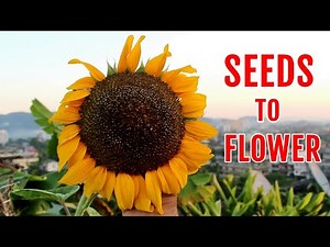 How to Grow GIANT Sunflowers from Seeds PERFECTLY [200 DAYS Updates]