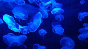 Jellyfish, Tank, Water. Free Stock Video