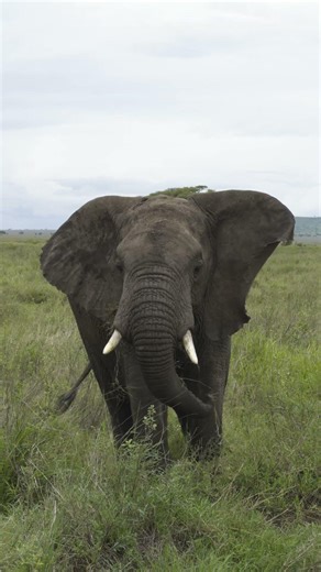 Elephant Grazing Calmly on the African Plain