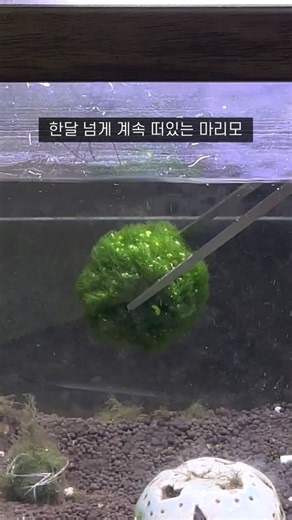 떠있는 마리모 가라앉히기: 해결 방법과 팁