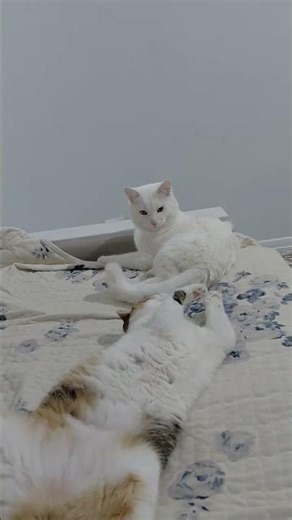 У меня есть две кошки — Снежочек и Томка.