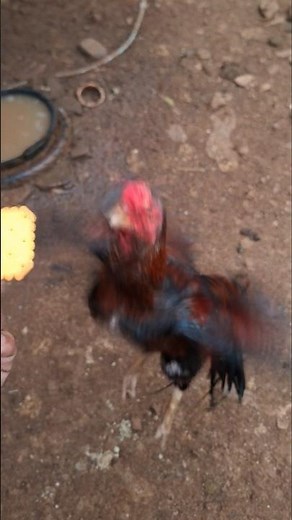 the flying rooster viral || Ayam jantan terbang viral #chicken #rooster #ayam