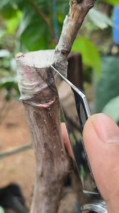 10K views · 171 reactions | Grape grafting result #fblifestyle | Abi Garden | Facebook