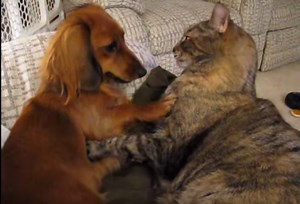 This Dachshund And The Cat’s Adorable Wrestling Match Is Here To Make