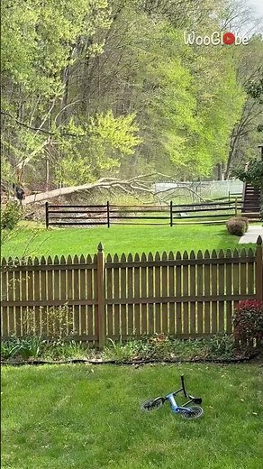 Tree Falling Fiasco: Swing Set and Fence Get Smashed! || WooGlobe