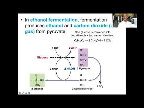 Wine Fermentation by Yeast