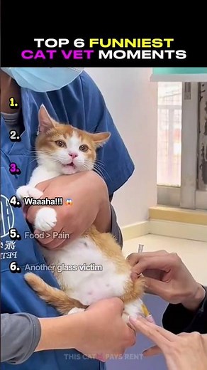 Funniest Cat Vet Moments! Top 6 😂
