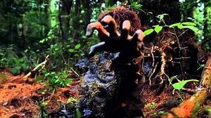 Compost Corpse - Spirit Halloween