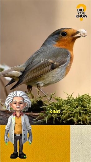 Funny Facts About the Robin Bird✅ #animalfacts