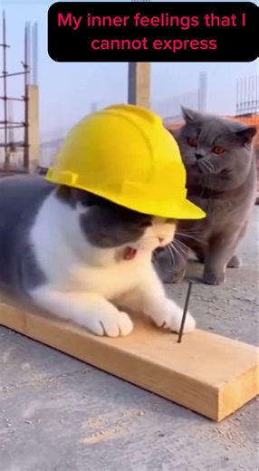 My inner feelings that I cannot express #funny #catshorts