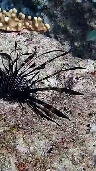The Bizarre Spider Fish That Can Walk On Water