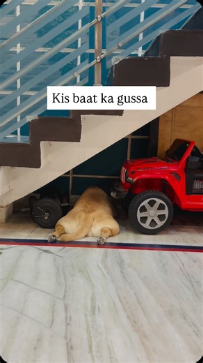 Mimi ka gussa kuch aysa hota hai #cutedog #labrador #dog #mimimyfriend #dogreels | Mimi.2021