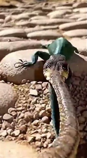 Snake Follows and Captures Lizard in Narrow GapThe lizard runs into a tight space… but the snake