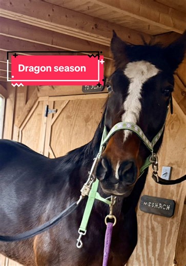 Exploring the Wild Happy Horse Adventures