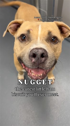 67 reactions · 9 comments | ✨ Meet Nugget ✨ At about 5 years old,...