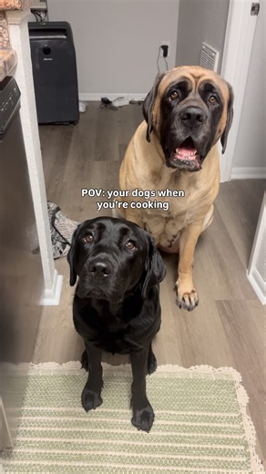 I get a lot of questions about what the size difference between a Labrador and English mastiff is…hope this helps!! These are both girls but a mastiff makes a 4 year old Lab look TINY!❤️🐕‍🦺 | Timber Ridge Mastiffs