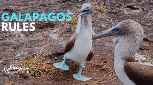 Galapagos Islands Rules 2025 | Things you need to know before your trip